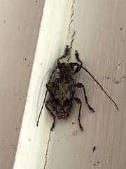 Aegomorphus modestus