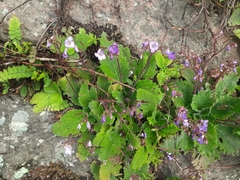 Henckelia incana