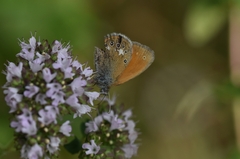 Coenonympha glycerion