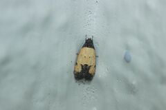 Tyrolimnas anthraconesa