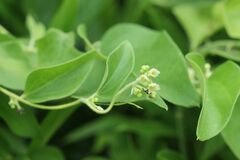 Cocculus orbiculatus