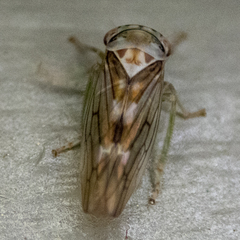 Populicerus formosus