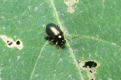 Aphthona strigosa