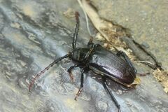 Prionus insularis insularis