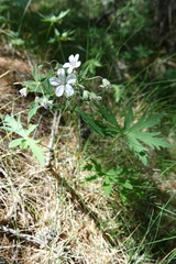 Geranium rivulare