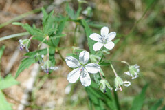 Geranium rivulare