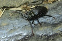 Prionus insularis insularis