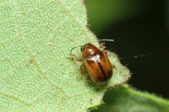 Cleoporus variabilis