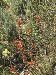 Castilleja linariifolia