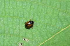 Cleoporus variabilis