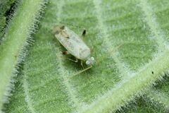 Compsidolon salicellum