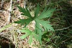 Geranium rivulare