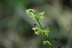 Platanthera minor