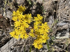 Sedum acre