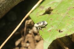 Gasterocercus longipes