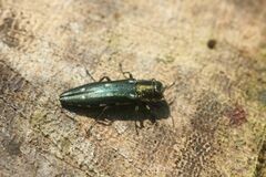 Agrilus decoloratus