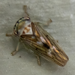 Populicerus formosus