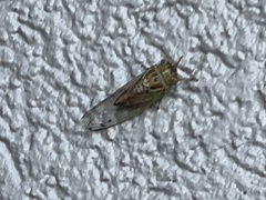 Diceroprocta delicata