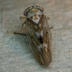 Populicerus formosus