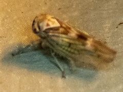 Populicerus formosus