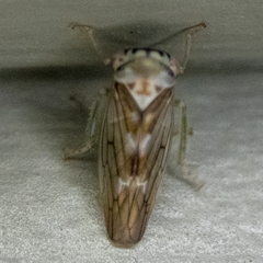 Populicerus formosus