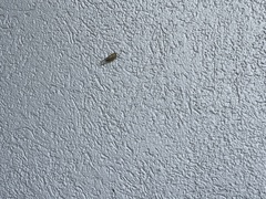 Diceroprocta delicata