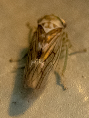 Populicerus formosus