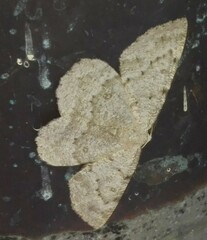 Gnophini