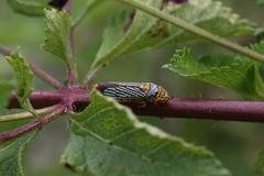 Oncometopia nigricans