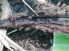 Macrotermes annandalei