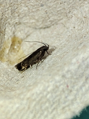 Aproaerema anthyllidella