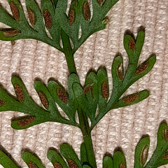 Asplenium dregeanum