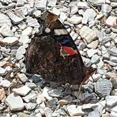 Vanessa atalanta
