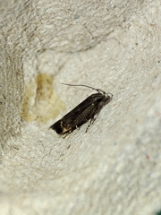 Aproaerema anthyllidella