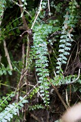 Asplenium dregeanum