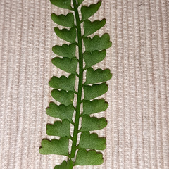 Asplenium lunulatum