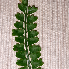 Asplenium lunulatum
