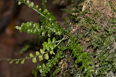 Asplenium lunulatum
