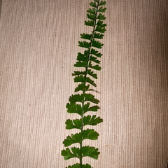 Asplenium stoloniferum