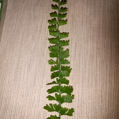 Asplenium stoloniferum