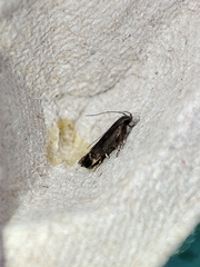 Aproaerema anthyllidella