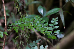 Asplenium stoloniferum