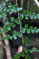 Asplenium stoloniferum