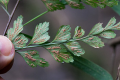 Asplenium stoloniferum