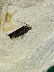 Aproaerema anthyllidella