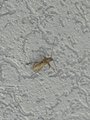 Eburia mutica