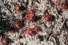 Drosera eneabba