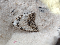 Meganola strigula