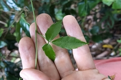 Tetrastigma hemsleyanum