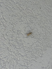 Eburia mutica